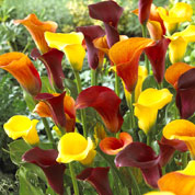 Arum lily Mixed